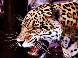Спасиха леопард, заседнал в съд за вода