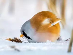 Как изглеждат истинските Angry Birds, вижте само тук!