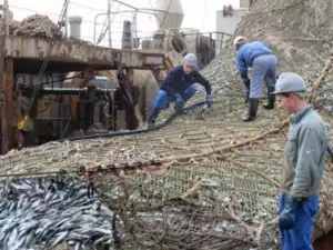 Акула случайно се оплете в мрежите им! Смъртта ѝ доведе до бунт