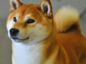 Хранене на шиба ину