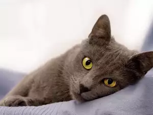 Нормално ли е котката да спи повече през лятото?