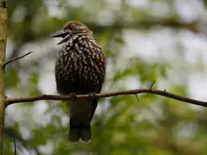 Сокерица