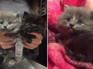 Късметлии! Вижте как тези изоставени котенца намериха дом