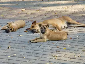 Заболявания при уличните кучета