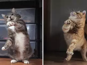 Ще паднете от смях! Вижте танцуващите котки, по които светът лудна