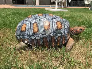 Костенурка, останала без черупка, се сдоби с 3D принтирана коруба