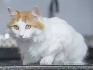 Хранене на турски ван