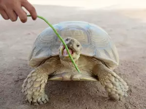 Лакомства за костенурки