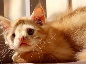 Котак с деформация получи шанс за щастие