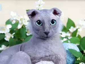 Какви опасности дебнат домашните котки по Великден?