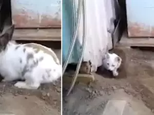 Смел заек спаси коте в беда (СНИМКИ)