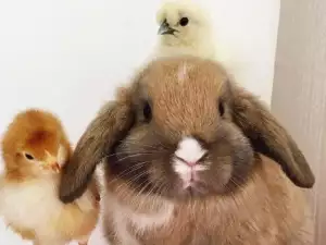 Невероятно! Зайкиня осинови две пиленца
