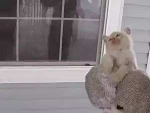 Мислеха това котенце за издъхнало, когато се случи чудото!