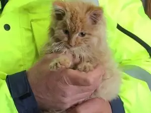 Полицаи спасиха замръзнало коте от сигурна смърт