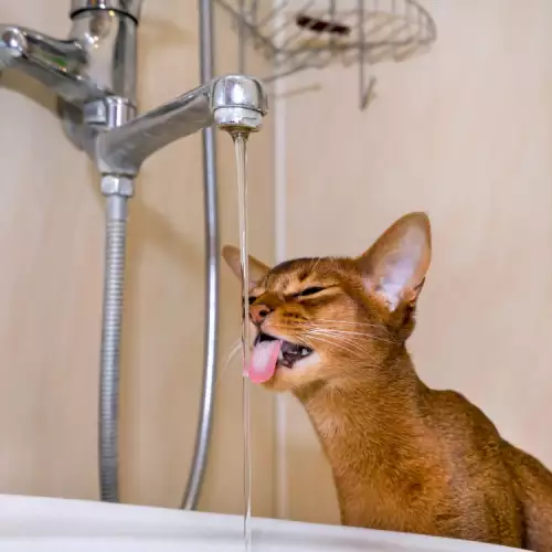 Котките мразят ли водата?