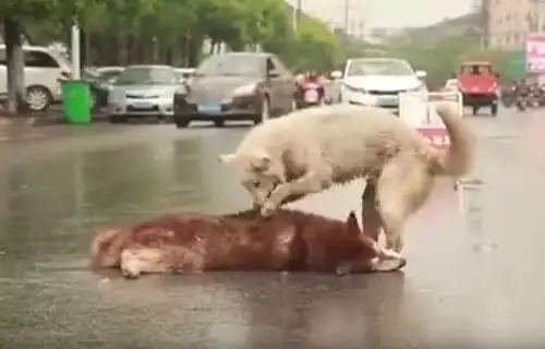 Ненаказано тровене на кучета са заснели в Драгоман