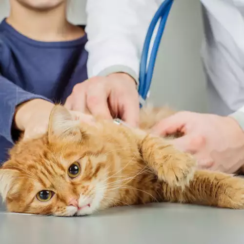 Травми при котките