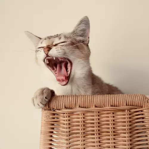 Котка Бурмила