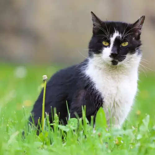 Котката Морис изпълнява важна житейска мисия