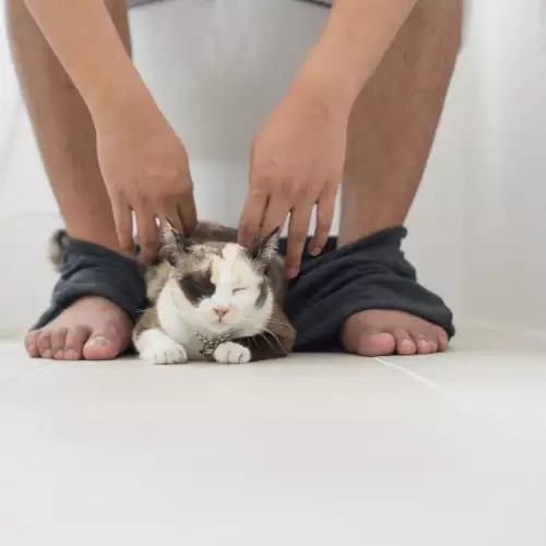 Странни поведения при котките, които ни подсказват много