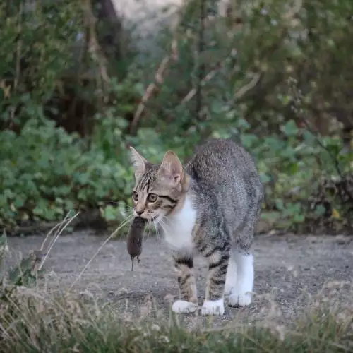 Защо котките ни носят мишки?