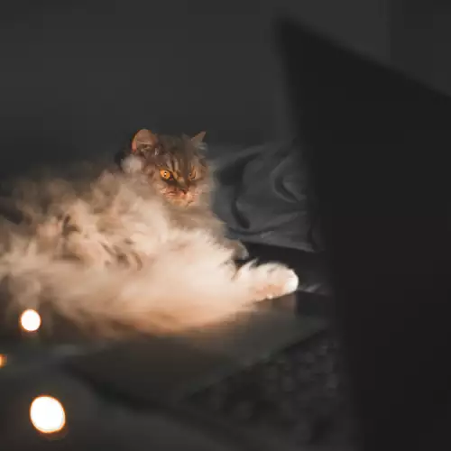 Коя е музиката за котки