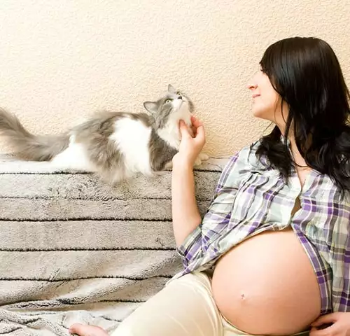 Как котката да свикне с бебето?