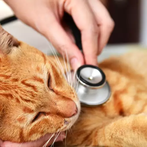 Котешка диспнея