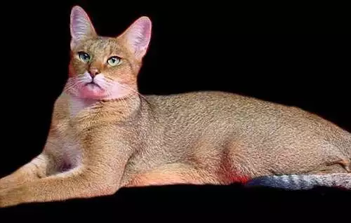 Аристократични породи котки
