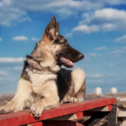 Обучение на източноевропейска овчарка