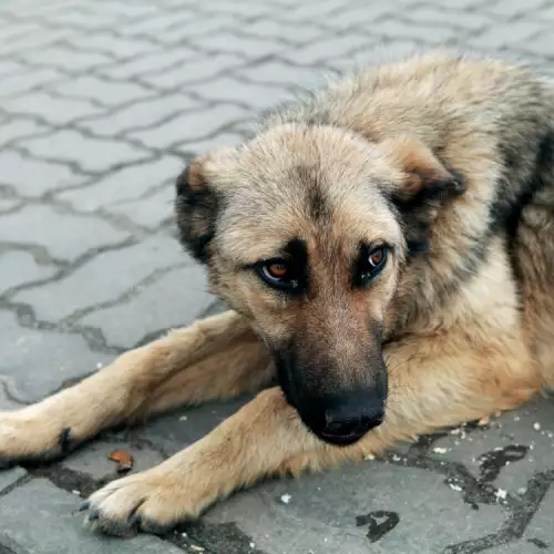 Осиновено куче е най-добрият приятел на болно българче