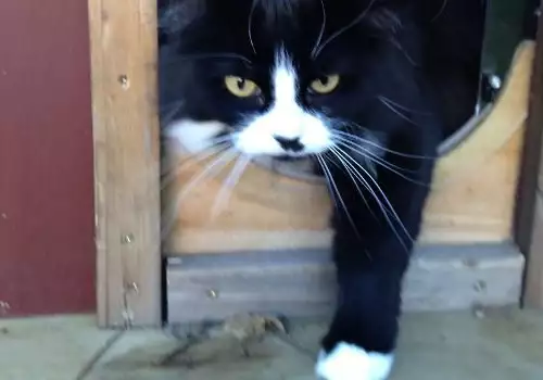 Тя построи уникална котешка къща с подръчни материали (ГАЛЕРИЯ)