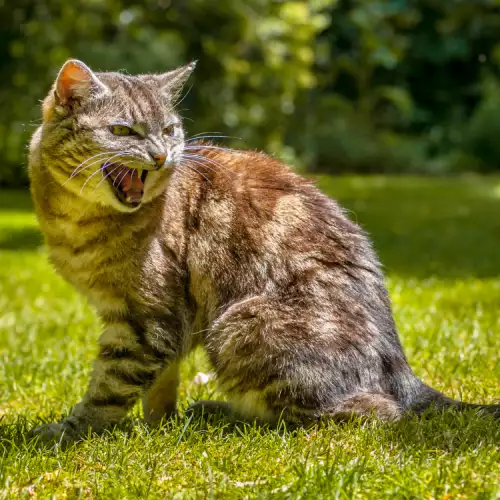 Агресията при котките