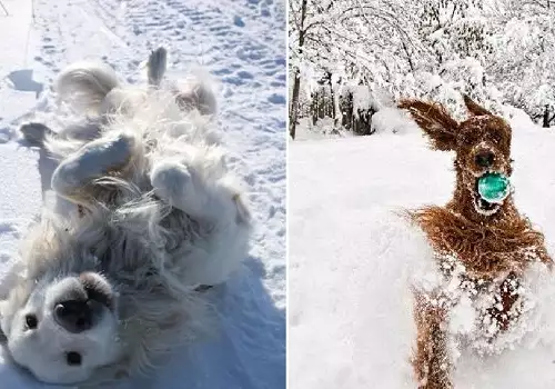 Тези кучета са луди по снега! (СНИМКИ)