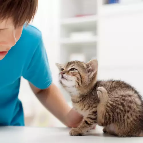 Отглеждане на бенгалска котка и дете заедно - възможно ли е?