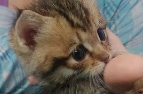Жена прибра осиротяло коте от улицата, а възрастната ѝ писана го осинови
