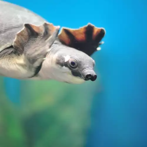 Как да се грижим за водна костенурка?