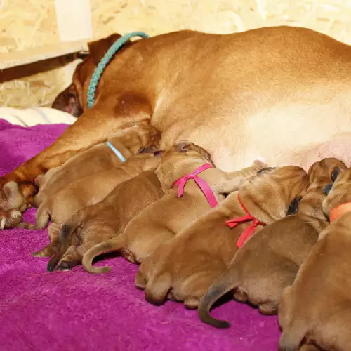 Как да се грижим за новородени кученца, ако майката е починала