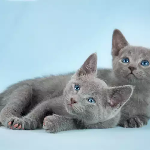 Популярни руски породи котки