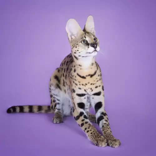 10 породи котки с големи уши
