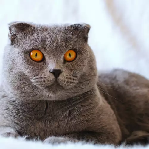 Отглеждане на скотиш фолд и дете заедно - да или не?