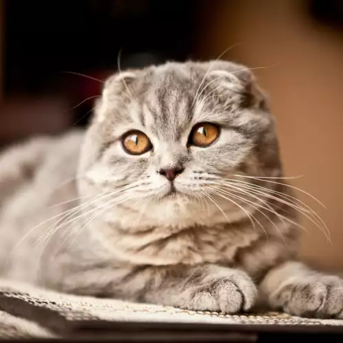 Магически имена за котки