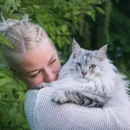 Каква е средната продължителност на живот при различните котки