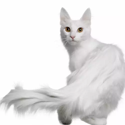 Хранене на ангорска котка