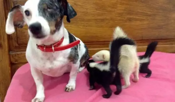 Куче осинови изоставени от майка си скунксчета