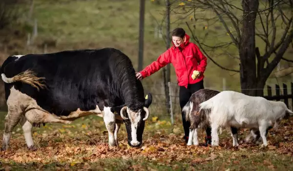 Фермата за домашни животни в Литва