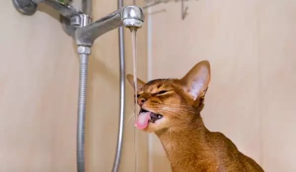 Как да накараме котката да пие повече вода
