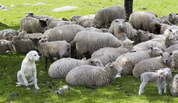 Причини за безплодието при овцете