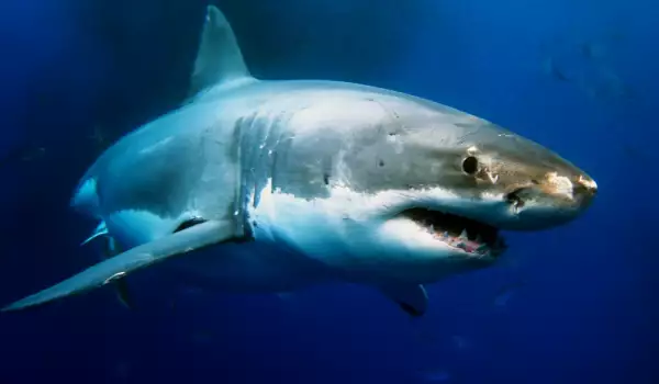 Биолог стори нещо удивително с акула (СНИМКИ)