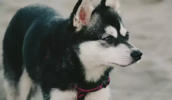Аляски Клий Кай е нова порода куче